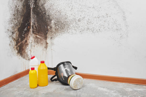 Best Mold Removal Specialists  in Lucasville, OH