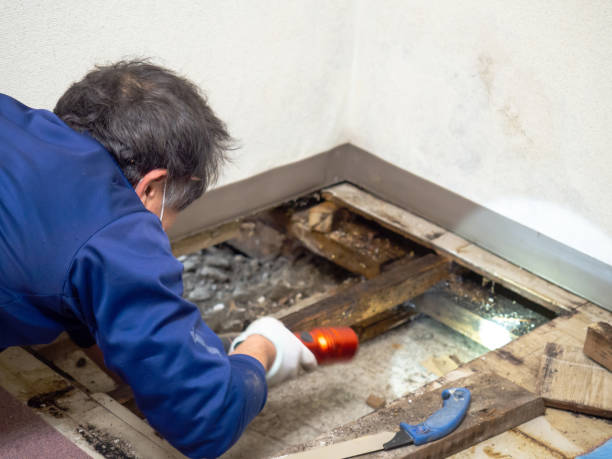 Best Professional Mold Removal  in Lucasville, OH