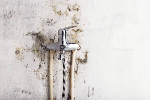Best Toxic Mold Removal  in Lucasville, OH