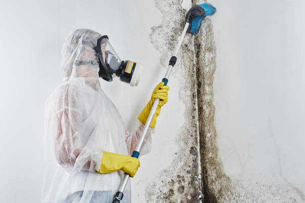 Best Mold Cleaning Services  in Lucasville, OH