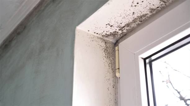 Best Attic Mold Removal  in Lucasville, OH
