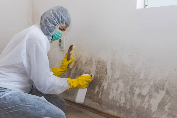 Best Residential Mold Removal  in Lucasville, OH