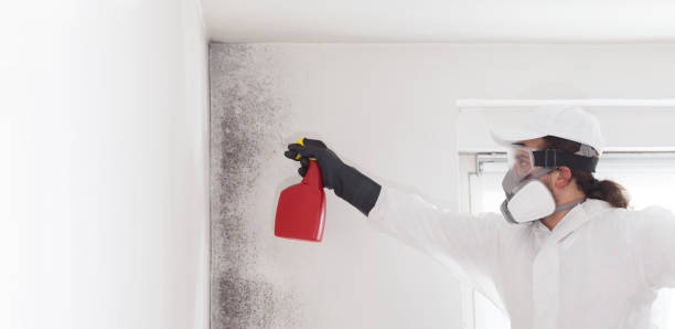 Home Mold Removal in Lucasville, OH