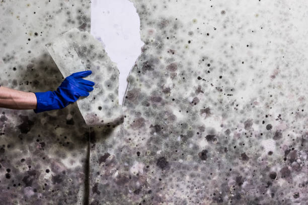 Best Residential Mold Removal  in Lucasville, OH