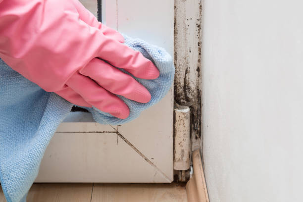 Best Mold Removal and Inspection  in Lucasville, OH