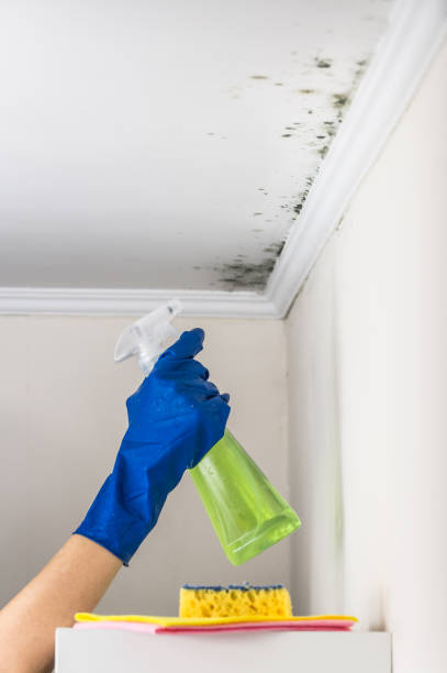 Best Local Mold Removal Service  in Lucasville, OH