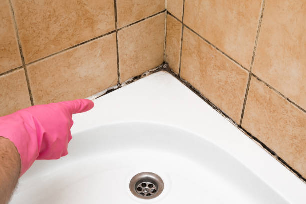 Mold Removal Process in Lucasville, OH